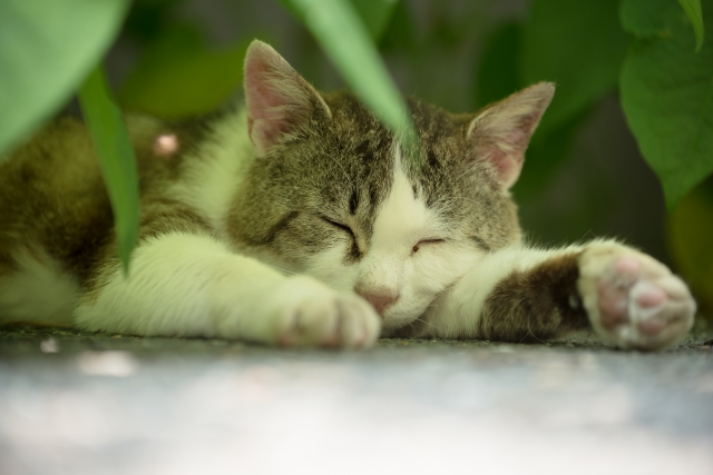 猫を飼いました。イメージ